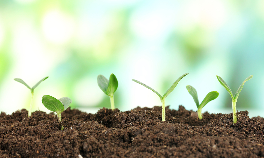 bigstock-Green-seedling-growing